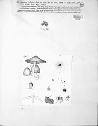 Gloeophyllum striatum image